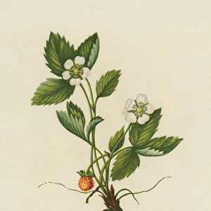 Wood Strawberry, Fragaria Vesca (colour litho)