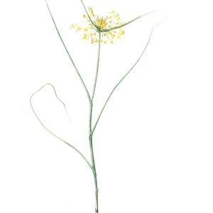 Allium flavum, Ail jaune; Yellow Allium, Redoute, Pierre Joseph, 1759-1840, les liliacees