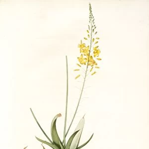 Anthericum alooides, Bulbine alooides; Antheric a feuilles td aloes, Redoute