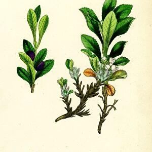 Arctostaphylos alpina; Alpine Bearberry