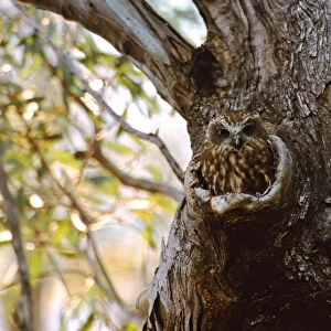 Barking Owl in hole in tree, Ninox connivens