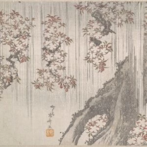 Cherry Blossoms Rain Edo period 1615-1868 19th century