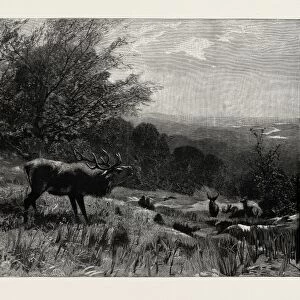 Defiance, from the picture by Ch. Kroner, 1889. A scene depicting deer