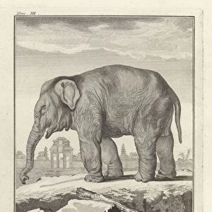 Elephant l Elefant Femelle title object trunked animals
