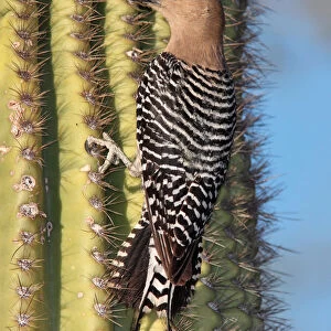 Gila Woodpecker, Melanerpes uropygialis