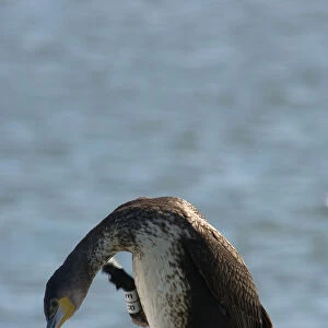 Great Cormorant with ring standing on pole Netherlands, Phalacrocorax carbo