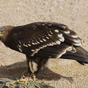 Greater Spotted Eagle perched, Clanga clanga