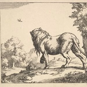 Lions 17th century Lithograph sheet 7 1 / 8 x 8 15 / 16
