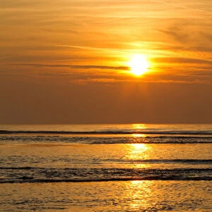 Sanderling against setting sun, Calidris alba