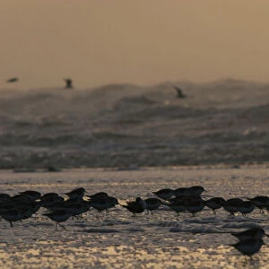 Sanderlings at sunset, Calidris alba