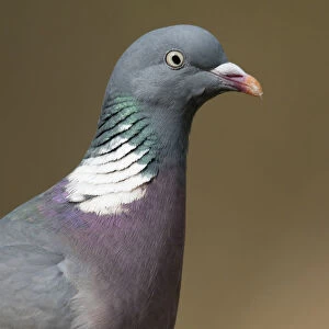 Wood Pigeon close up, The Netherlands