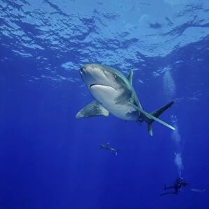Diving with oceanic whitetip sharks, Cat Island, Bahamas