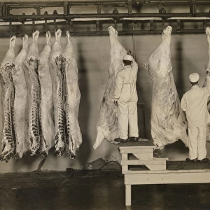 Inspection of animal carcasses, 1910