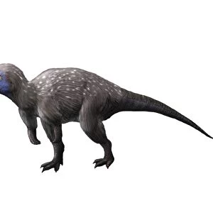 Kulindadromeus is a neornithischian from the Jurassic period