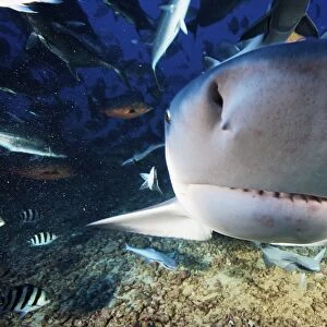 A large bull shark bumps the photographers camera, Fiji