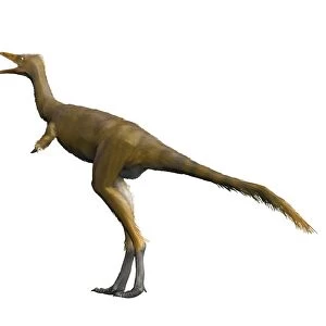 Shuvuuia dinosaur