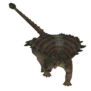 Front view of a Pinacosaurus dinosaur