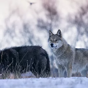 Alert wolves