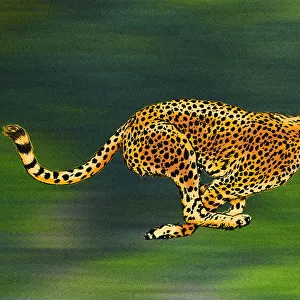Cheetah Full Sprint