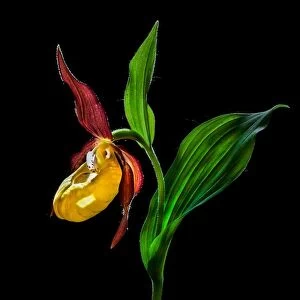 Macro Close-Up Photograph of The Lady's Slipper Orchid (‘Venus Shoes') Flower In the Wild © N