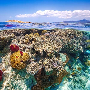 Mayotte : The Reef