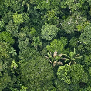 Aerial view of Amazonian canopy, Yasuni National Park, Orellana, Ecuador, March 2012