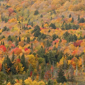 Aerial view of mixed deciduous and coniferous trees in early autumn, Porcupine Mountains