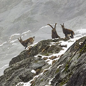 Alpine ibex (Capra ibex) group posing on a rocky mountain side on misty day, Gran