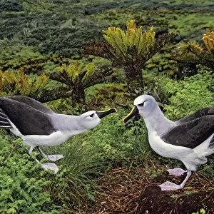 Atlantic yellow-nosed albatross (Thalassarche chlororhynchos) courtship display sequence