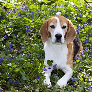 Beagle hound in wild purple Violets, Arcadia, Wisconsin, USA