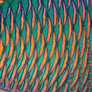 Bicolor parrotfish (Cetoscarus bicolor) male, scales detail, Sharm El Sheikh, Sinai, Egypt, Red Sea