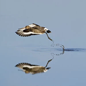 Black-tailed godwit (Limosa limosa) taking off from tidal pool, Snettisham RSPB reserve