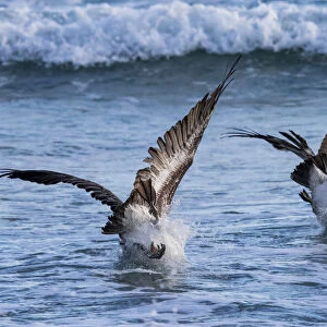 Two Brown Pelicans (Pelecanus occidentalis) diving for food. Isabela Island, Galapagos Islands