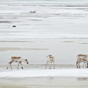 Caribou (Rangifer tarandus) small group on ice floe, Agapa River, Taimyr Peninsula