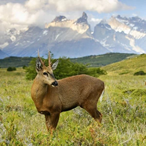 Chilean huemul or South Andean deer (Hippocamelus bisulcus), Torres del Paine National Park