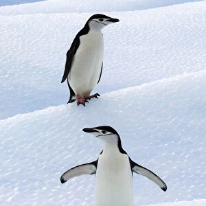 Chinstrap Penguins (Pygoscelis antarcticus) standing on ice. South Shetland Islands