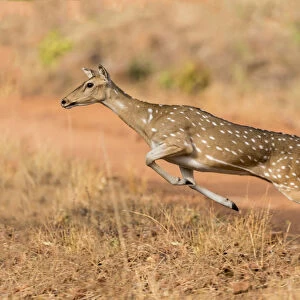 Chital (Axis axis) female leaping. Tadoba Andhari Tiger Reserve / Tadoba National Park