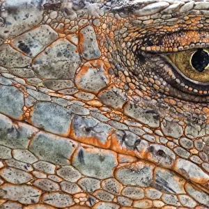 Close up of a Green iguana (Iguana iguana) eye and face. Invasive species, Florida, USA