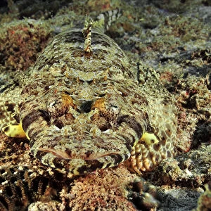 Close-up of a Common crocodilefish / Carpet flathead (Papilloculiceps longiceps)