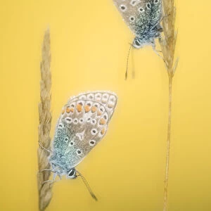 Common blue butterflies (Polyommatus icarus) soft focus resting on grass, Vealand