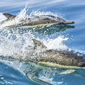 Common dolphin (Delphinus delphis) reflection as its swimming on the surface of the ocean