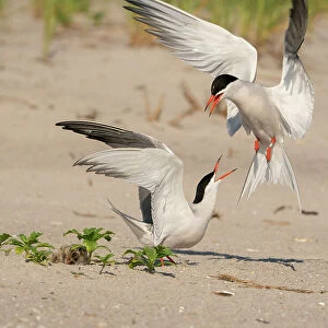 Two Common terns (Sterna hirundo) in middle of aggressive encounter as one lands near nest with chick in it. Long Island, New York, USA. June