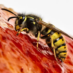 Common wasp (Vespula vulgaris) feeding on bread and jam. Monmouthshire, Wales, UK. March