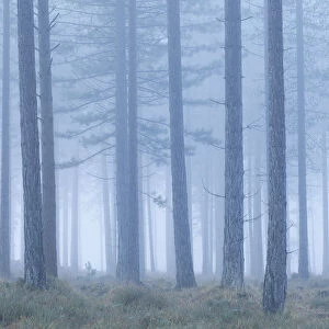Coniferous forest in mist at Bolderwood. New Forest National Park, Hampshire, England