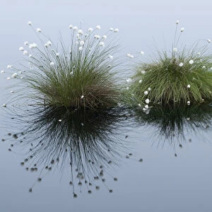 Cotton Grass (Eriophorum vaginatum) growing in water. Goldenstater Moor, Niedersachsen, Germany