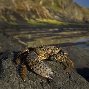 Crab (Eriphia verrucosa) on rock, Alentejo, Natural Park of South West Alentejano