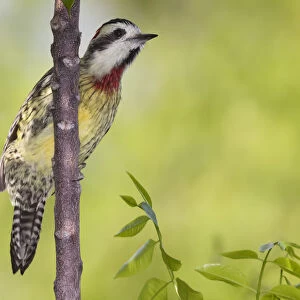 Cuban green woodpecker (Xiphidiopicus percussus), Guanahacabibes Peninsula National Park