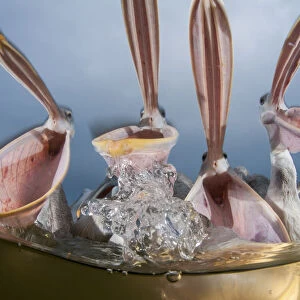 Dalmatian pelicans (Pelecanus crispus) low angle perspective of open bills whilst feeding