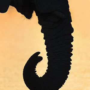 Elephant trunk (Loxodonta africana), Etosha national park, Namibia, May