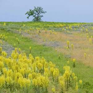 Fallow ground with Denseflower mullein (Verbascum densiflorum) Bulgaria, May 2008